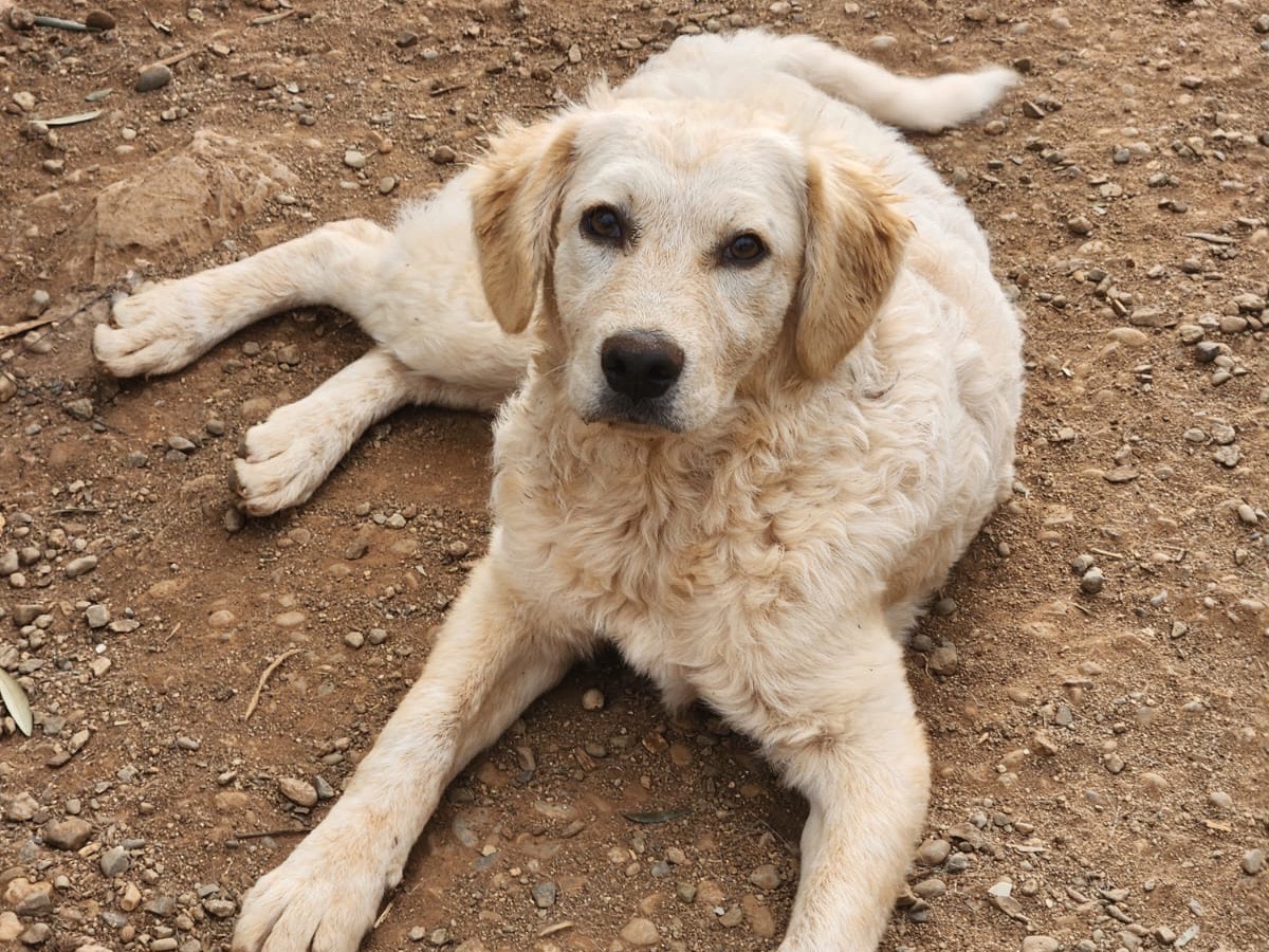 Adozione cane, femmina, Golden Retriever Setter Inglese, 6 mesi, taglia media, Cosenza