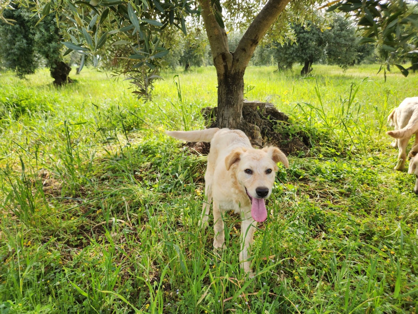 Adotta un cane, femmina, 6 mesi, Cosenza