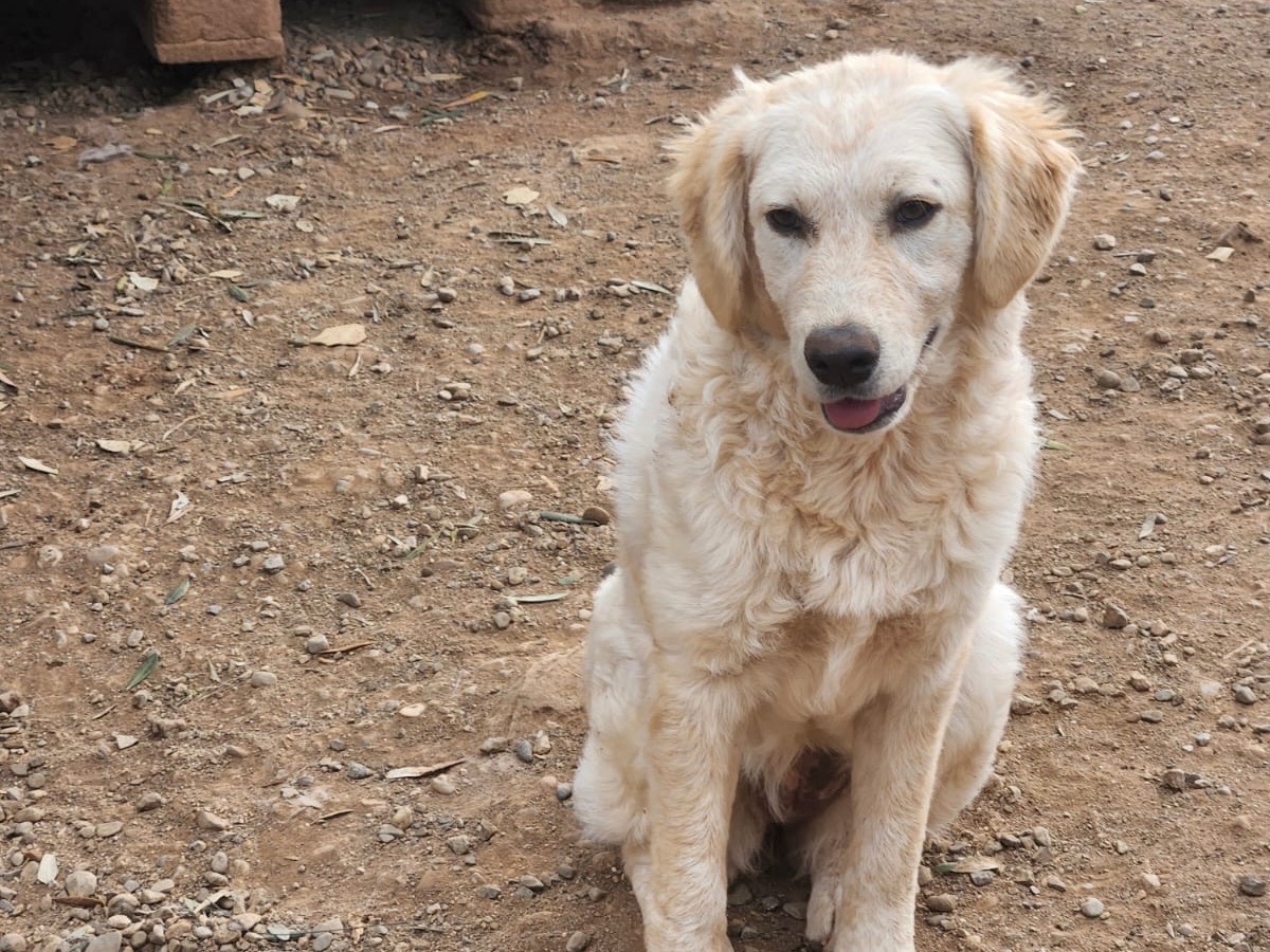 Adotta un cane, taglia media, femmina, Cosenza
