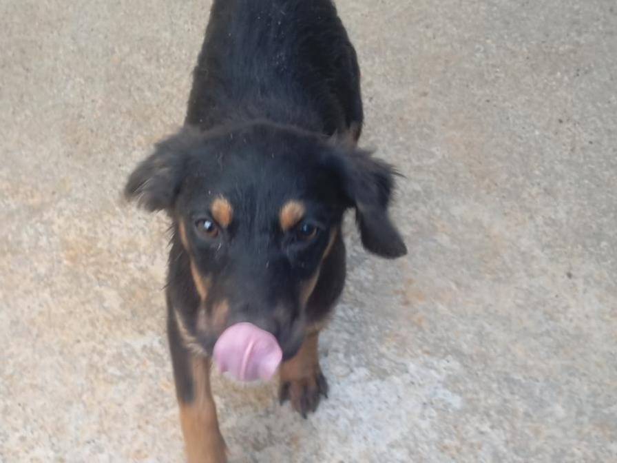 Adozione cane, femmina, Razza sconosciuta Razza sconosciuta, 4 mesi, taglia piccola, Cosenza