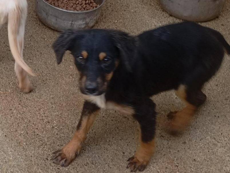 Adotta un cane, taglia piccola, femmina, Cosenza