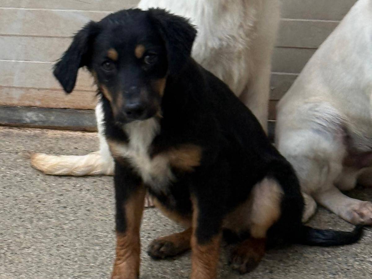 Vuoi adottare un cane a Cosenza?