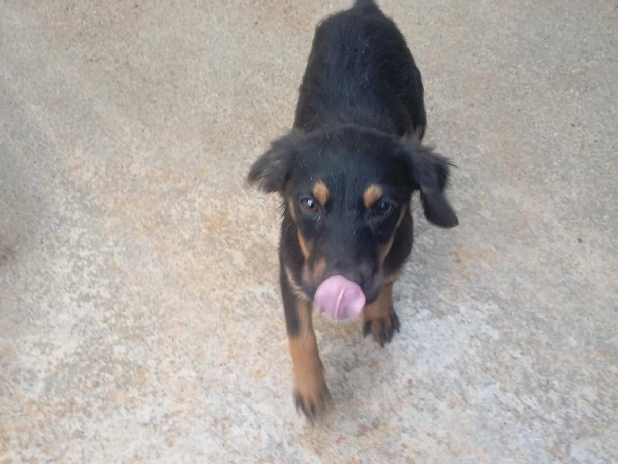 Adotta il cane Trudy a Cosenza