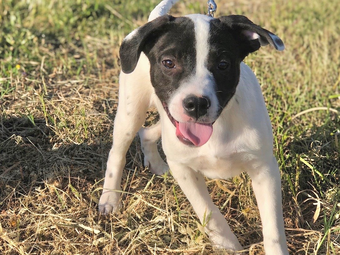Adozione cane, maschio, Pitbull Razza sconosciuta, 3 mesi, taglia media, Cosenza