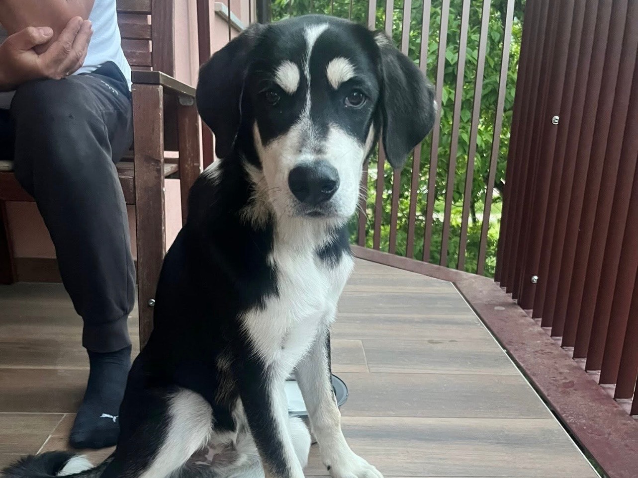 Adozione cane, maschio, Razza sconosciuta Razza sconosciuta, 5 mesi, taglia media, Milano