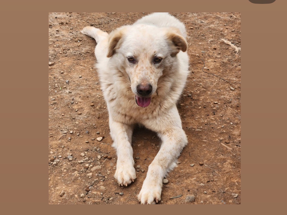 Adozione cane, maschio, Setter Inglese Razza sconosciuta, 2 anni e 3 mesi, taglia media, Cosenza