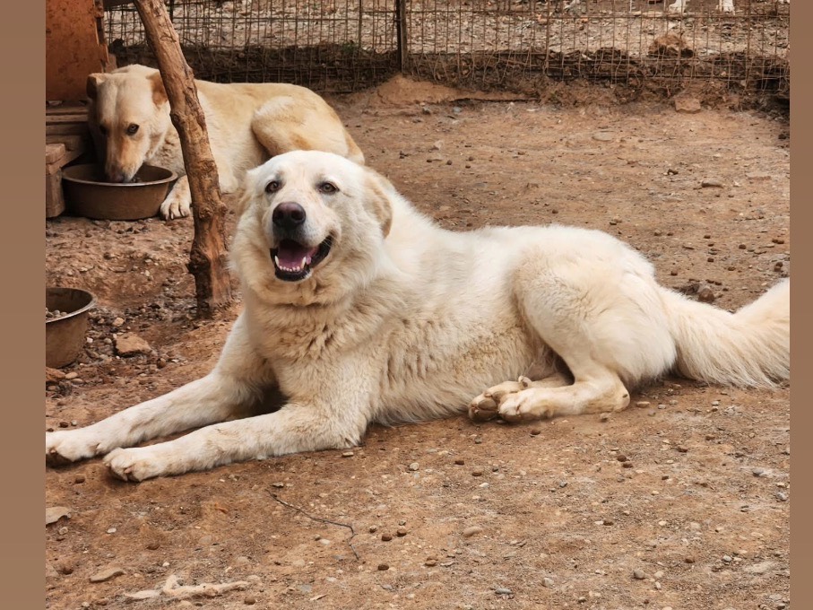 Adotta un cane, maschio, 2 anni e 3 mesi, Cosenza
