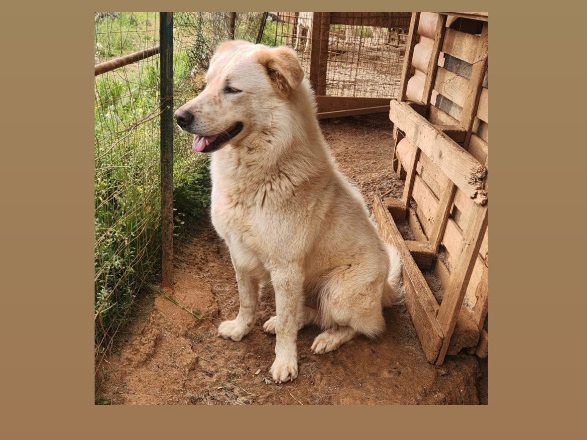 Adotta un cane, taglia media, maschio, Cosenza