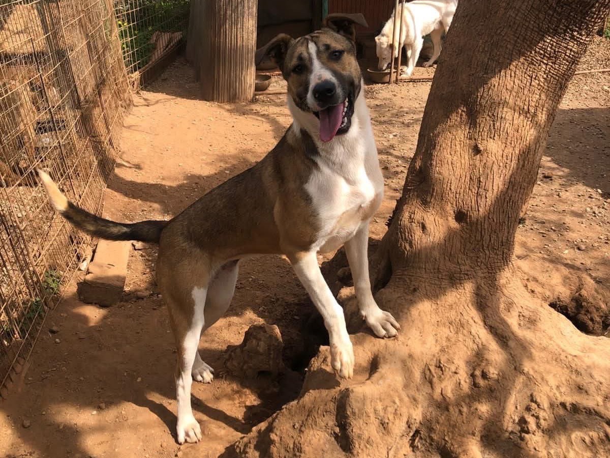 Adozione cane, femmina, Amstaff Razza sconosciuta, 1 anno, taglia media, Cosenza