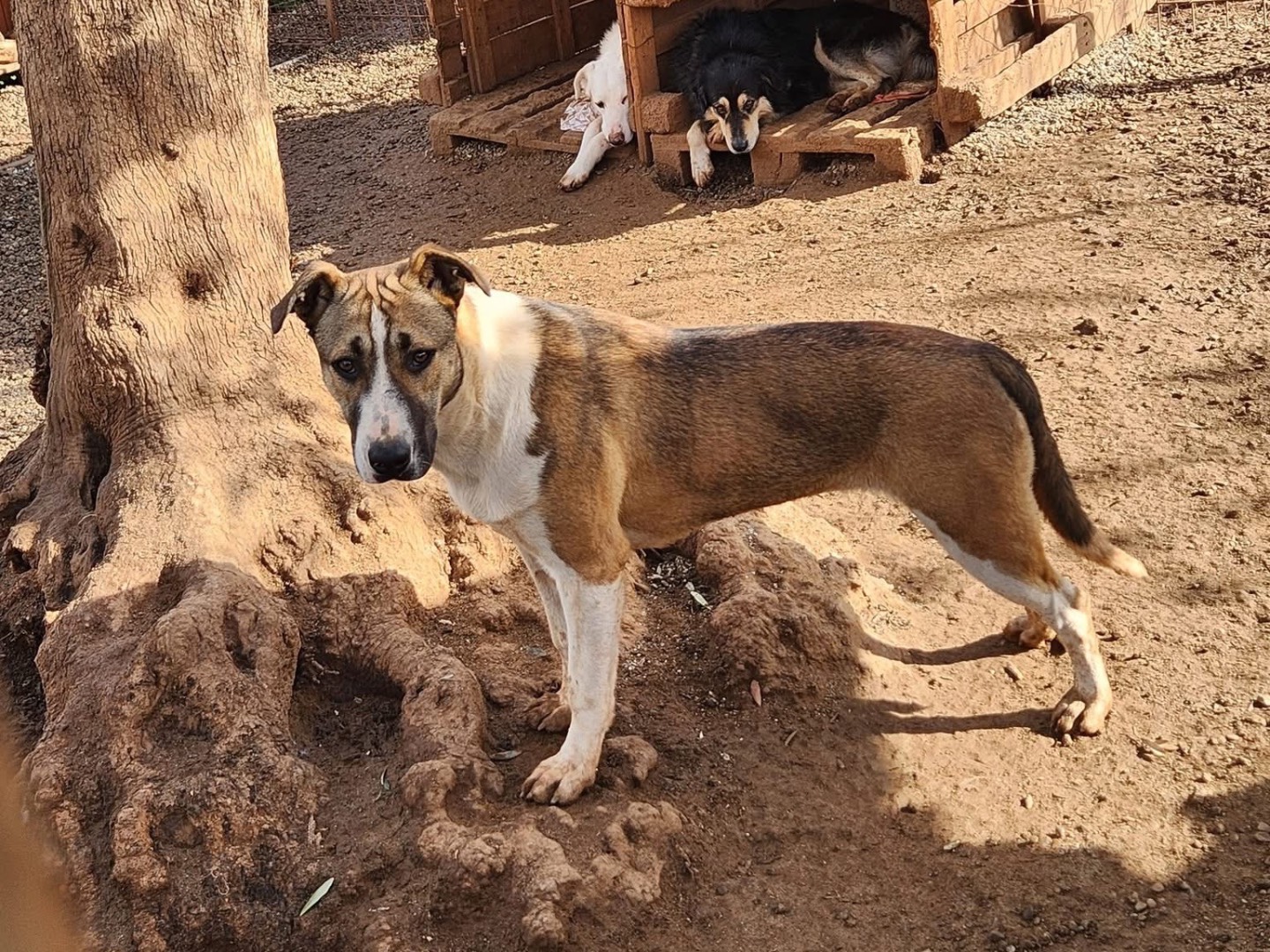 Adotta un cane, femmina, 1 anno, Cosenza