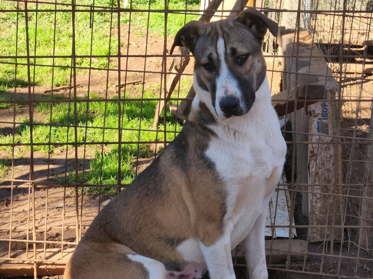 Adotta un cane, taglia media, femmina, Cosenza