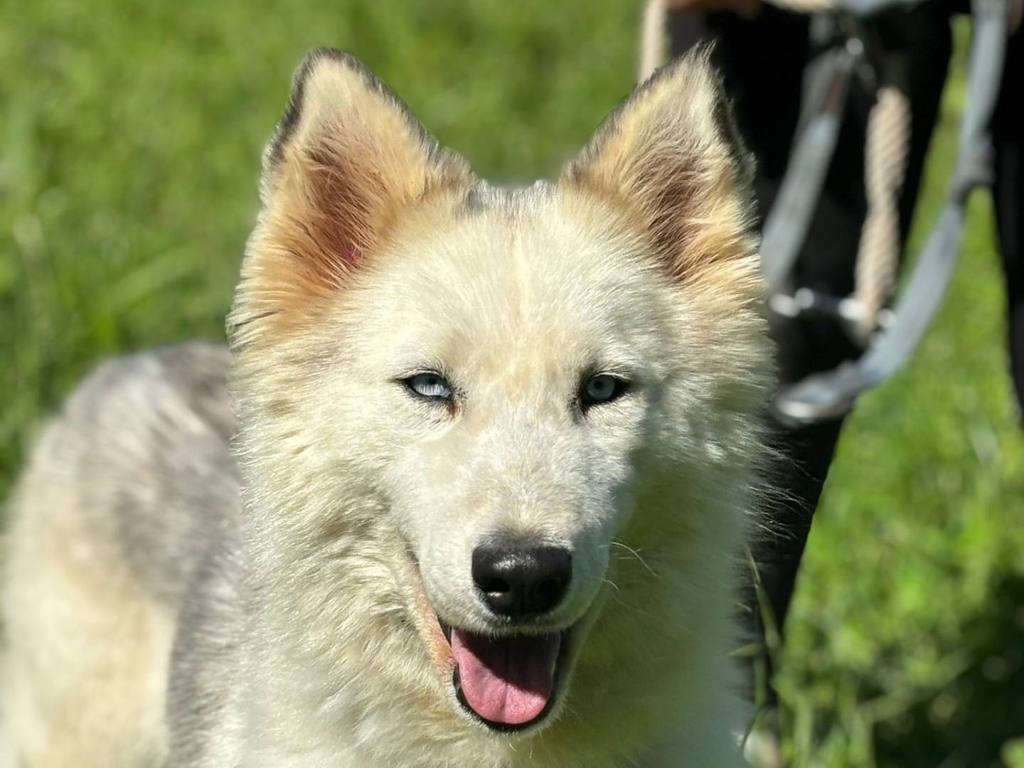 Adotta un cane, taglia media, femmina, Milano