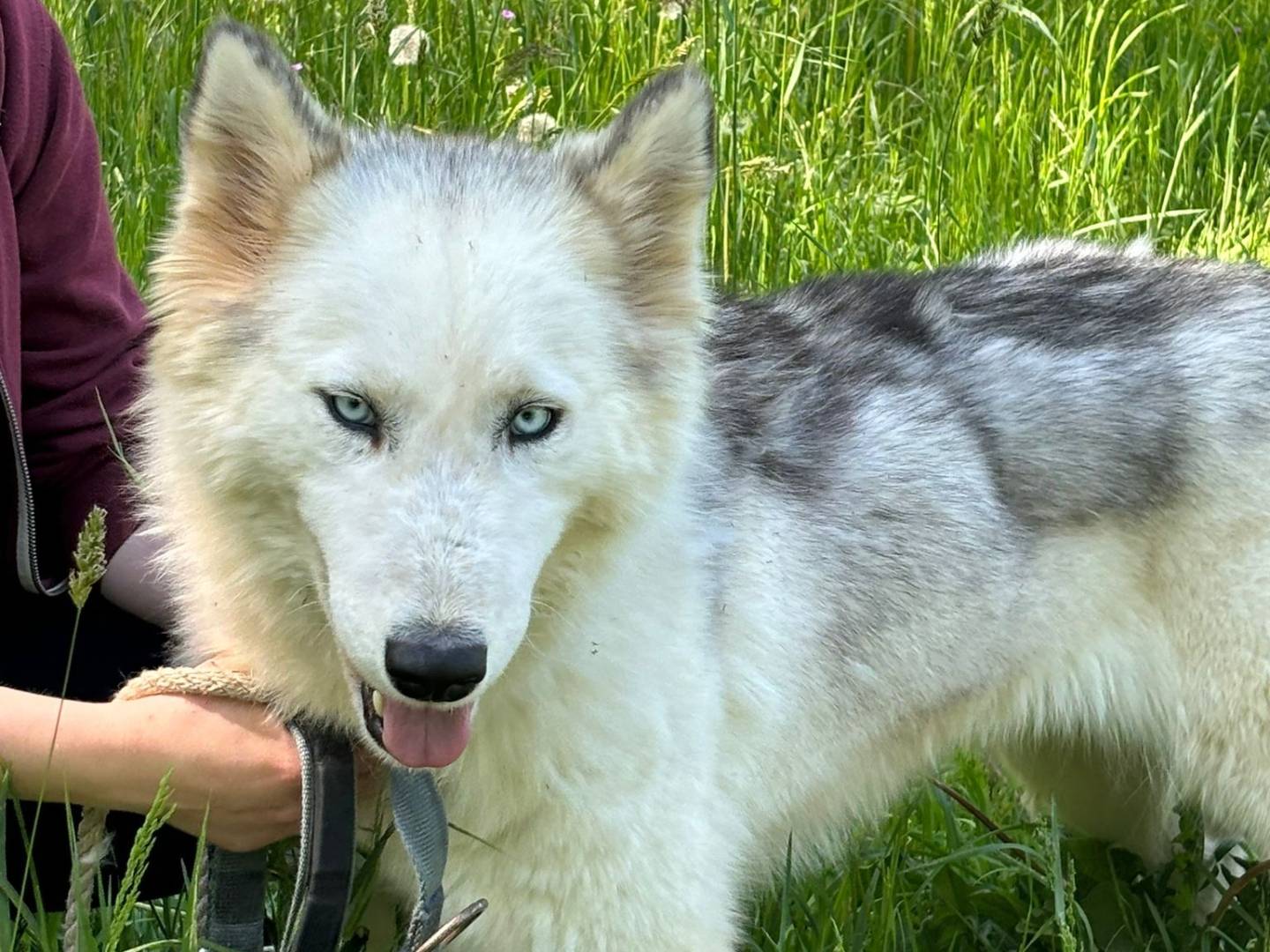 Vuoi adottare un cane a Milano?