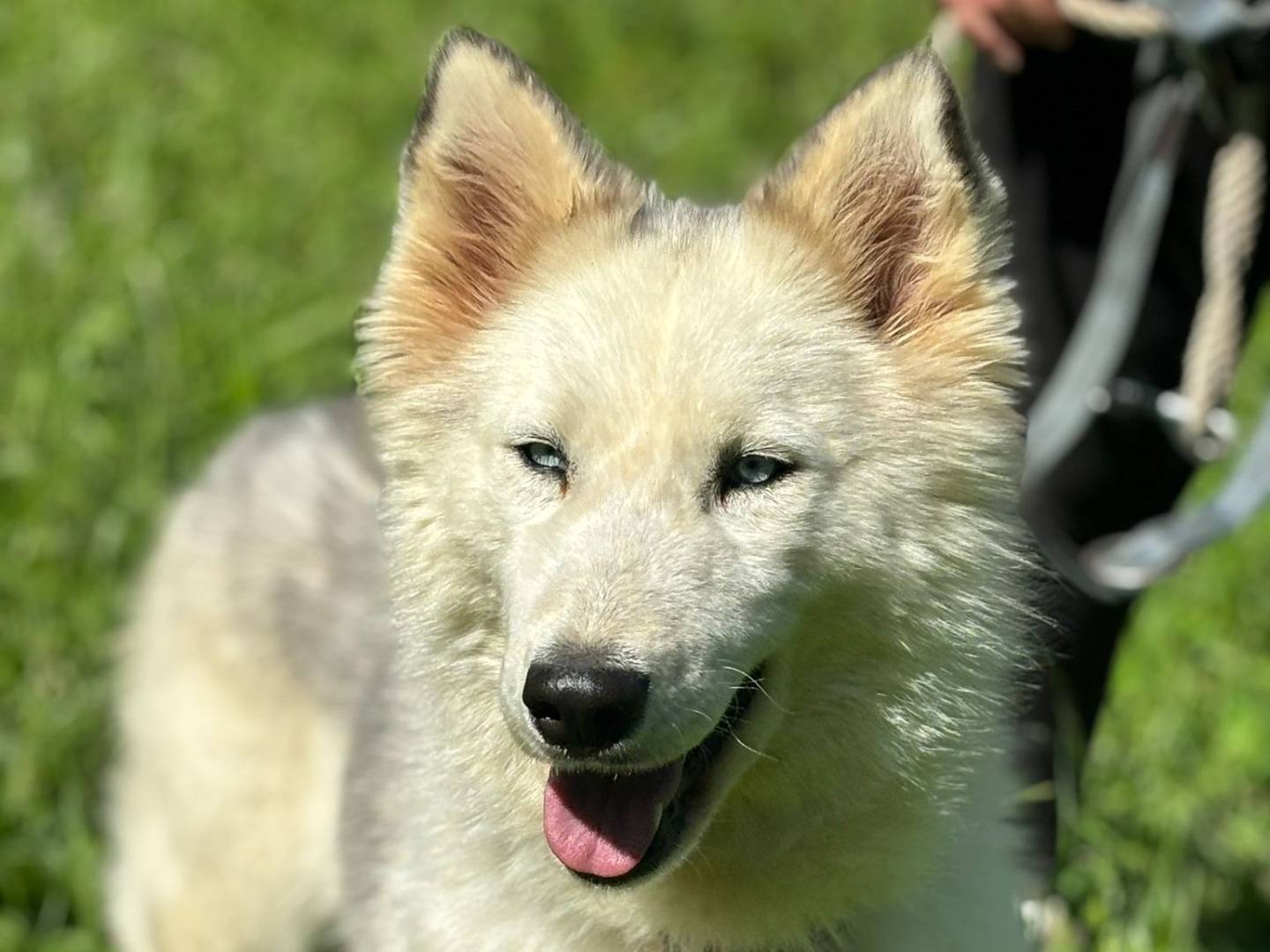 Adotta il cane Donut a Milano