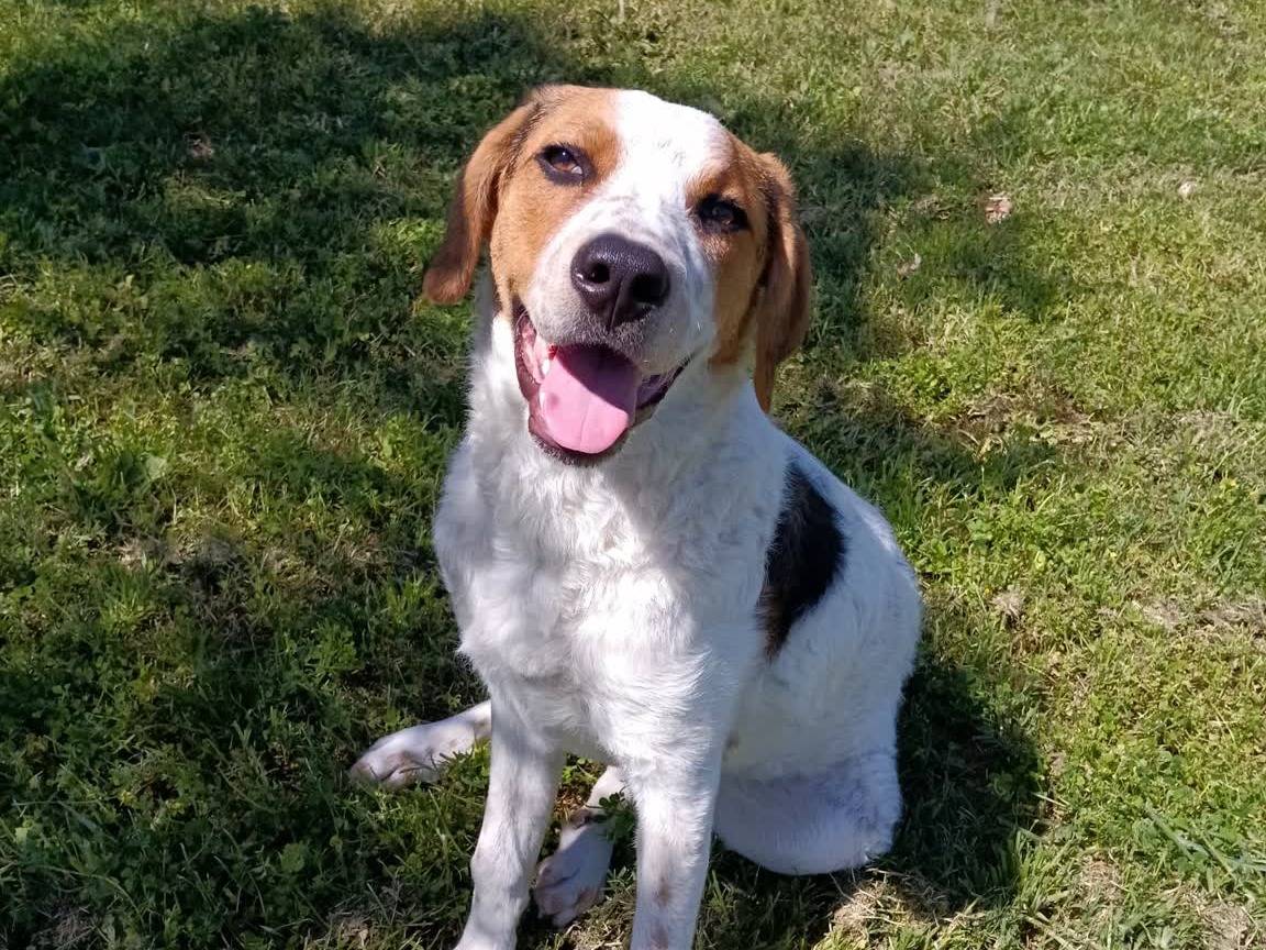 Adozione cane, femmina, Razza sconosciuta Razza sconosciuta, 5 mesi, taglia media contenuta, Padova