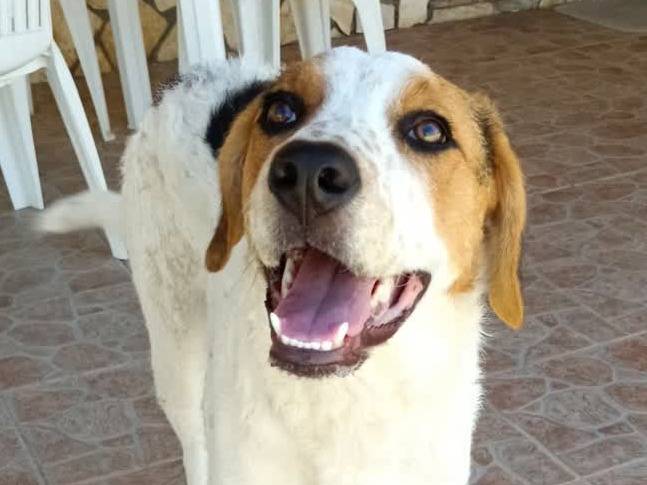 Adotta un cane, femmina, 5 mesi, Padova