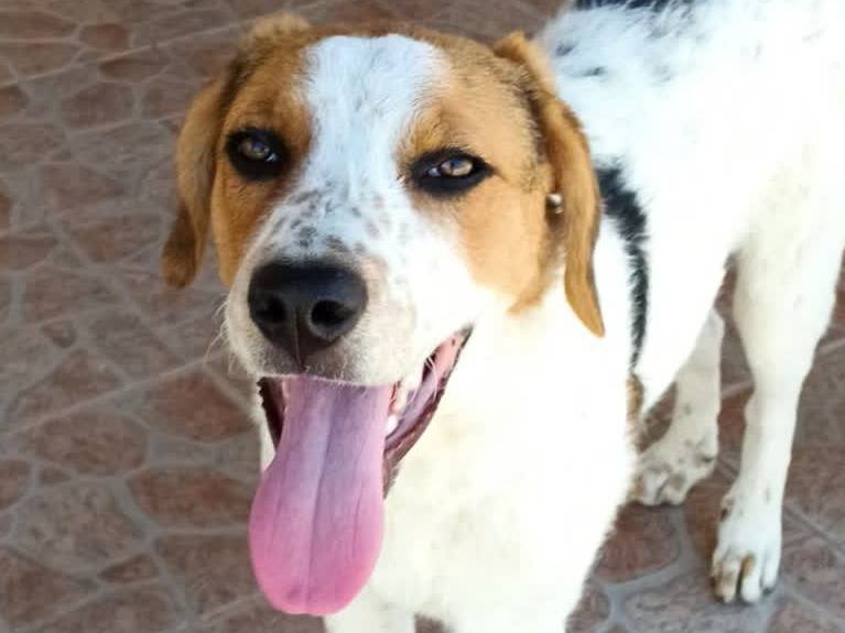 Adotta un cane, taglia media contenuta, femmina, Padova