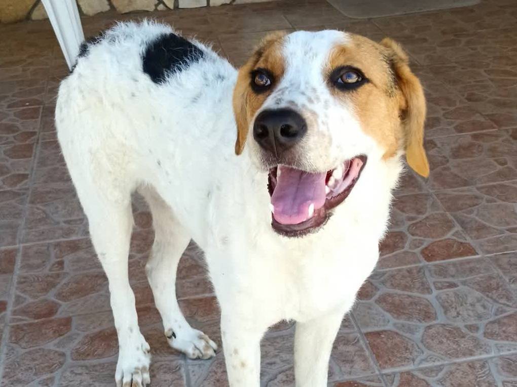 Vuoi adottare un cane a Padova?