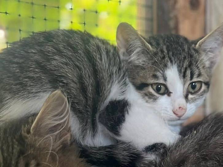 Adozione gatto, maschio, Razza sconosciuta Razza sconosciuta, 7 mesi, taglia non valida, Bari