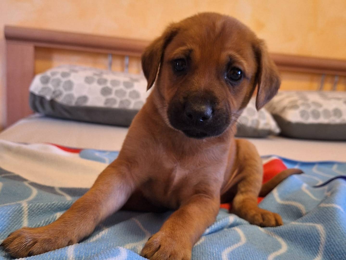 Adozione cane, femmina, Razza sconosciuta Razza sconosciuta, 2 mesi, taglia media contenuta, Catanzaro