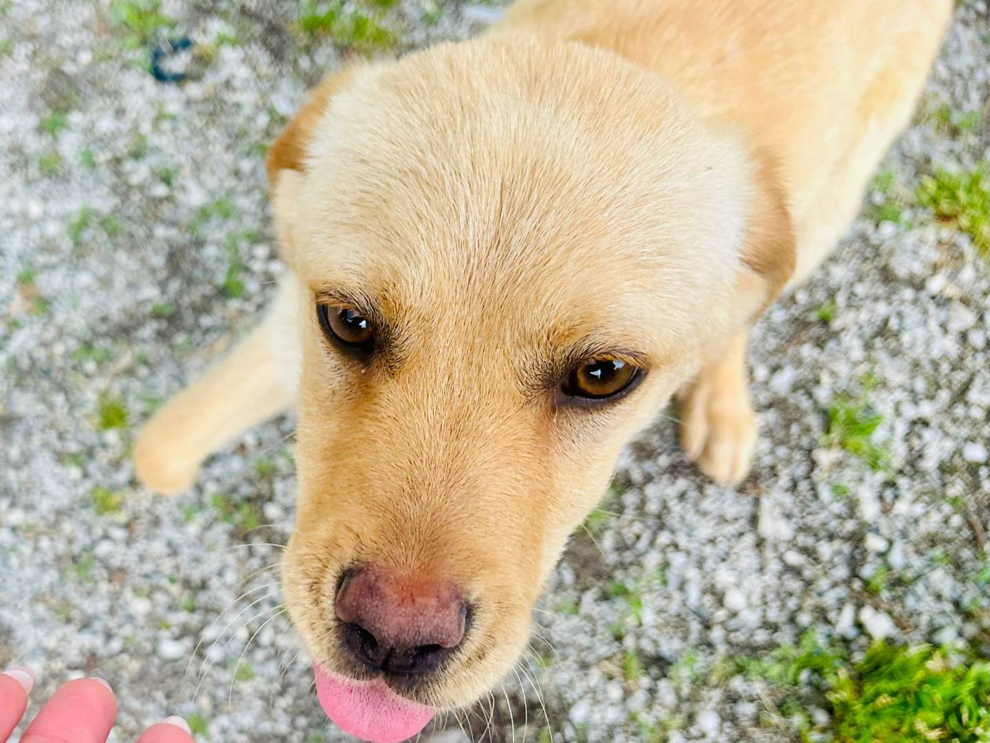Adozione cane, femmina, Labrador Retriever Razza sconosciuta, 7 mesi, taglia media contenuta, Cuneo