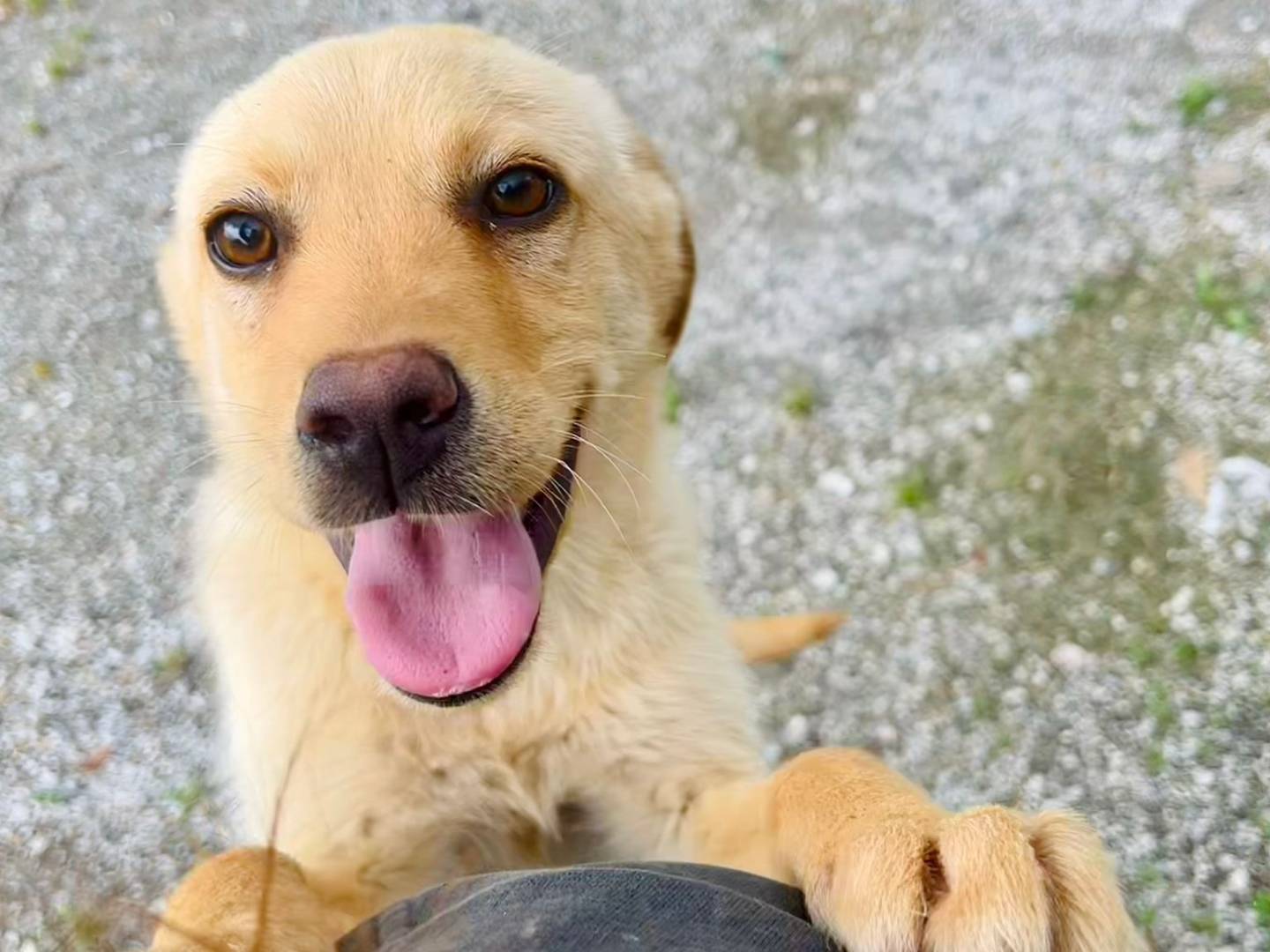Adotta un cane, taglia media contenuta, femmina, Cuneo