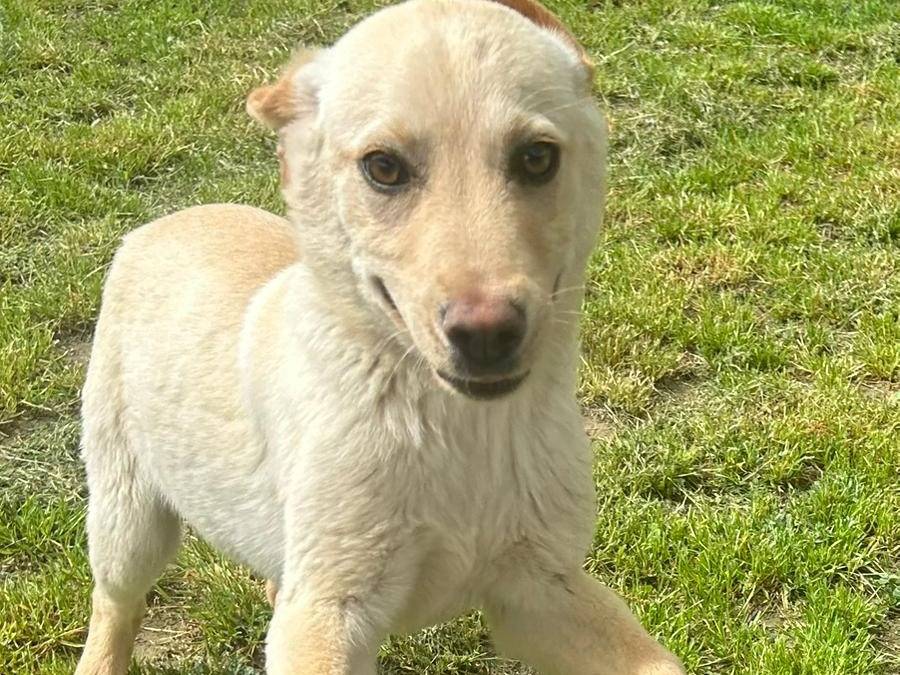 Adozione cane, maschio, Golden Retriever Razza sconosciuta, 7 mesi, taglia media contenuta, Cuneo