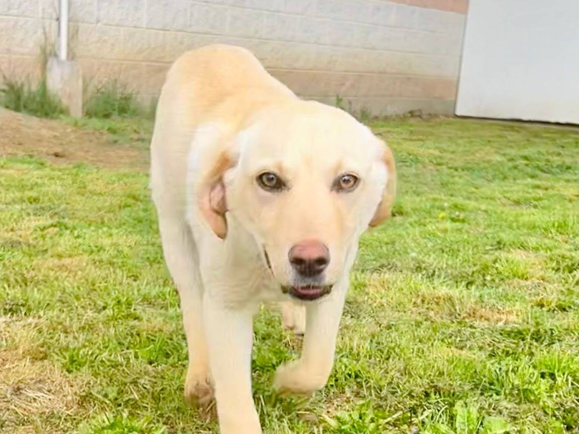 Adotta un cane, maschio, 7 mesi, Cuneo