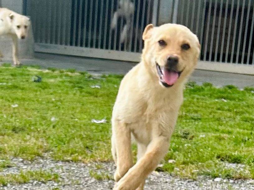 Adotta un cane, taglia media contenuta, maschio, Cuneo