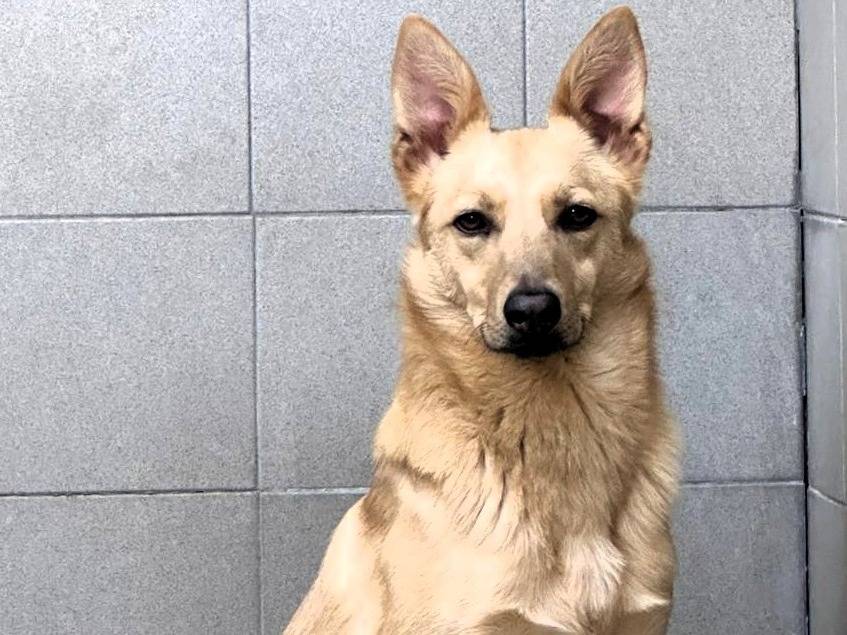 Adotta un cane, maschio, 2 anni e 5 mesi, Milano