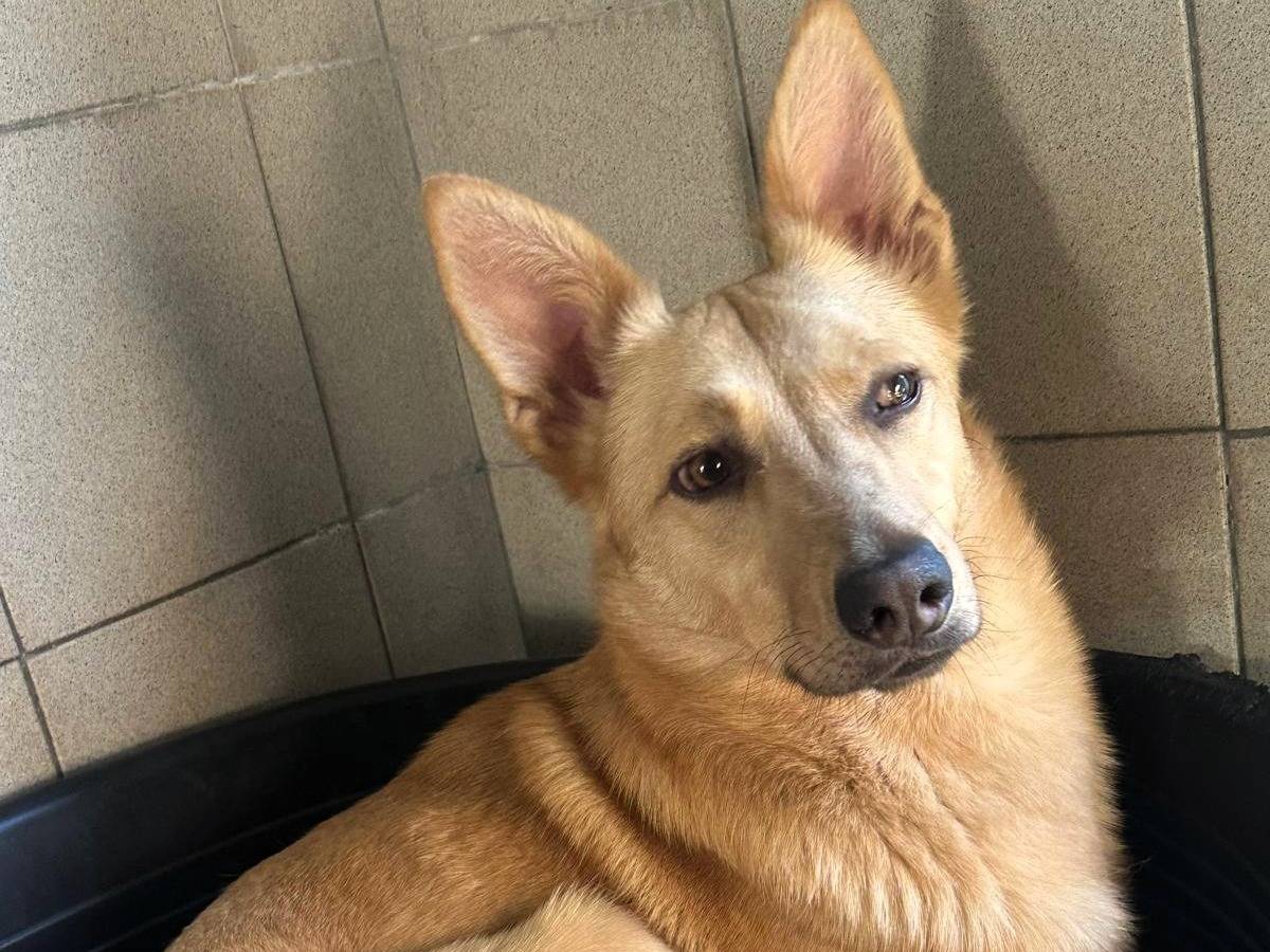 Adotta un cane, taglia media, maschio, Milano