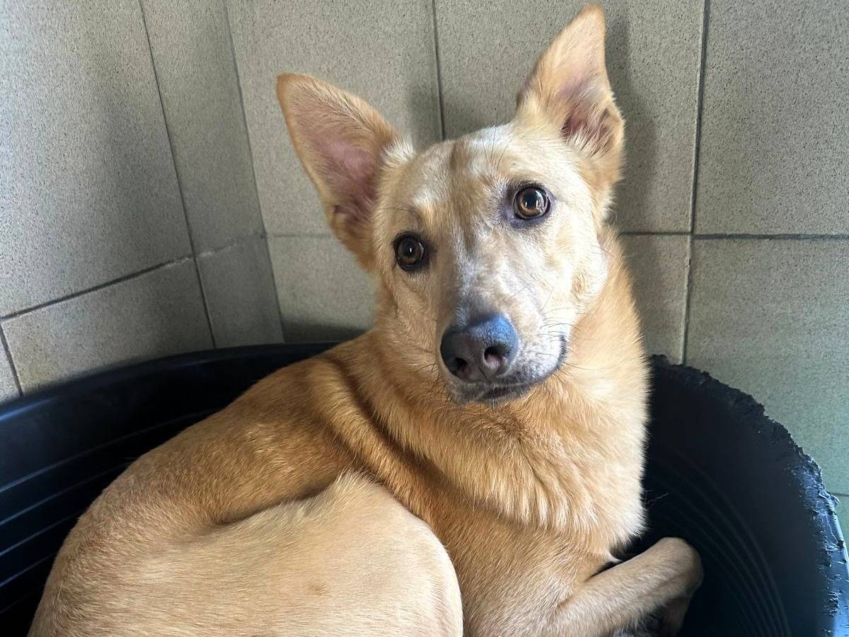 Vuoi adottare un cane a Milano?