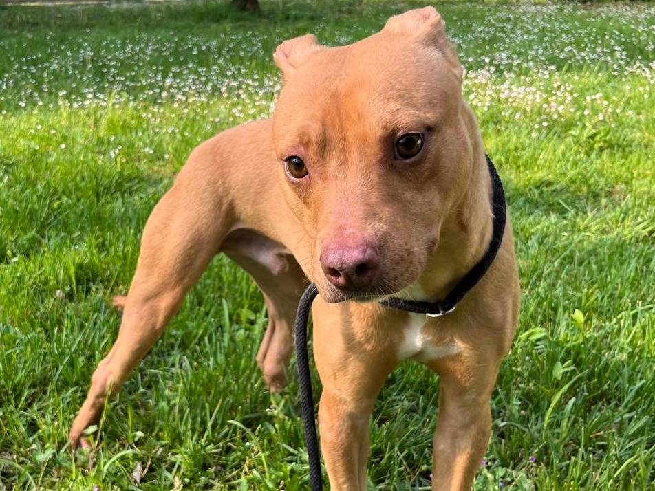 Adozione cane, maschio, Razza sconosciuta Razza sconosciuta, 2 anni e 5 mesi, taglia media, Milano