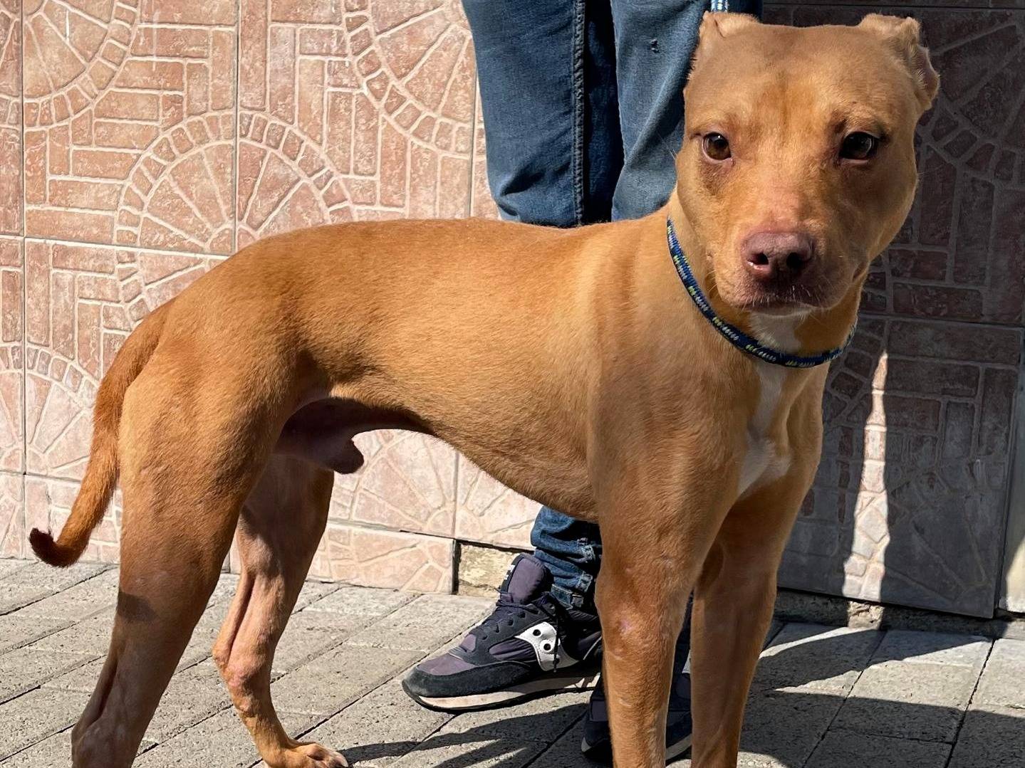 Adotta un cane, maschio, 2 anni e 5 mesi, Milano