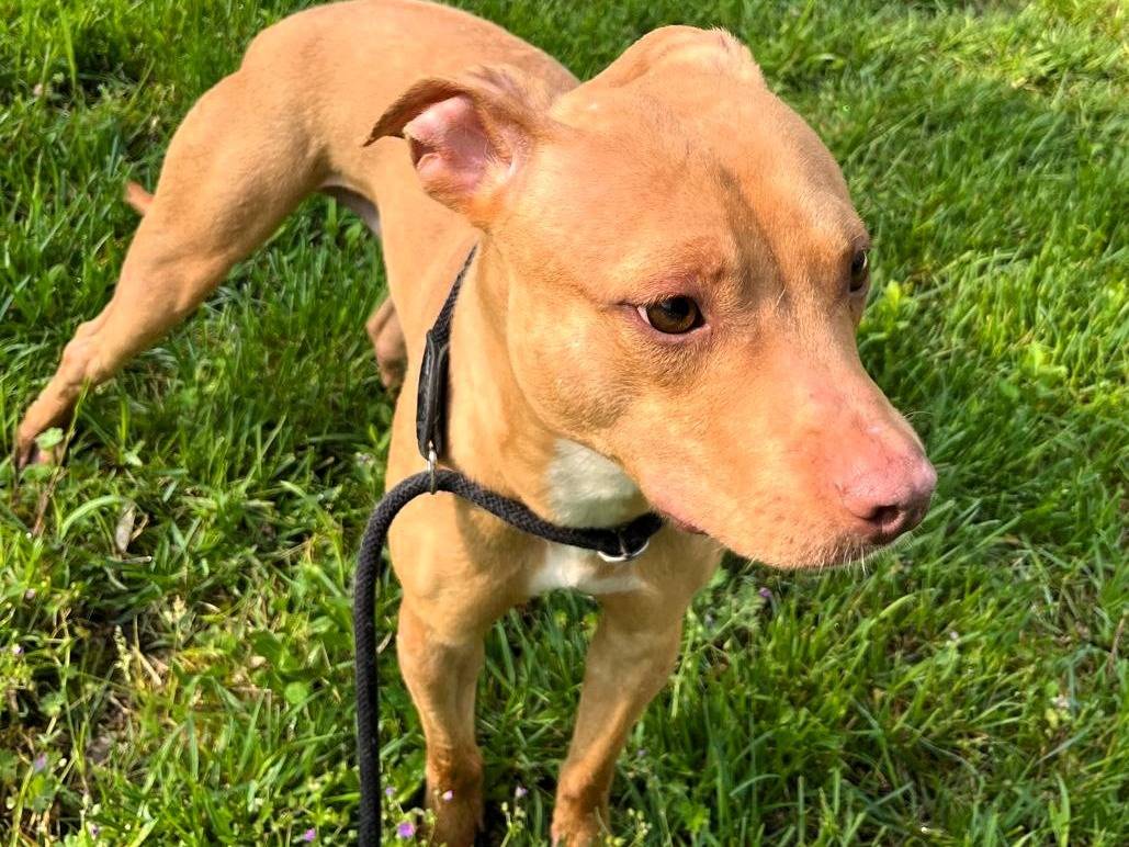 Adotta un cane, taglia media, maschio, Milano