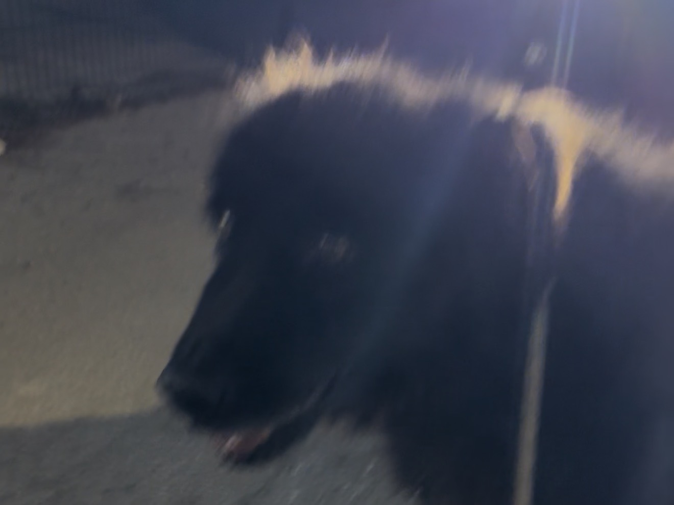 Adozione cane, maschio, Razza sconosciuta Razza sconosciuta, 15 anni e 3 mesi, taglia media, Latina