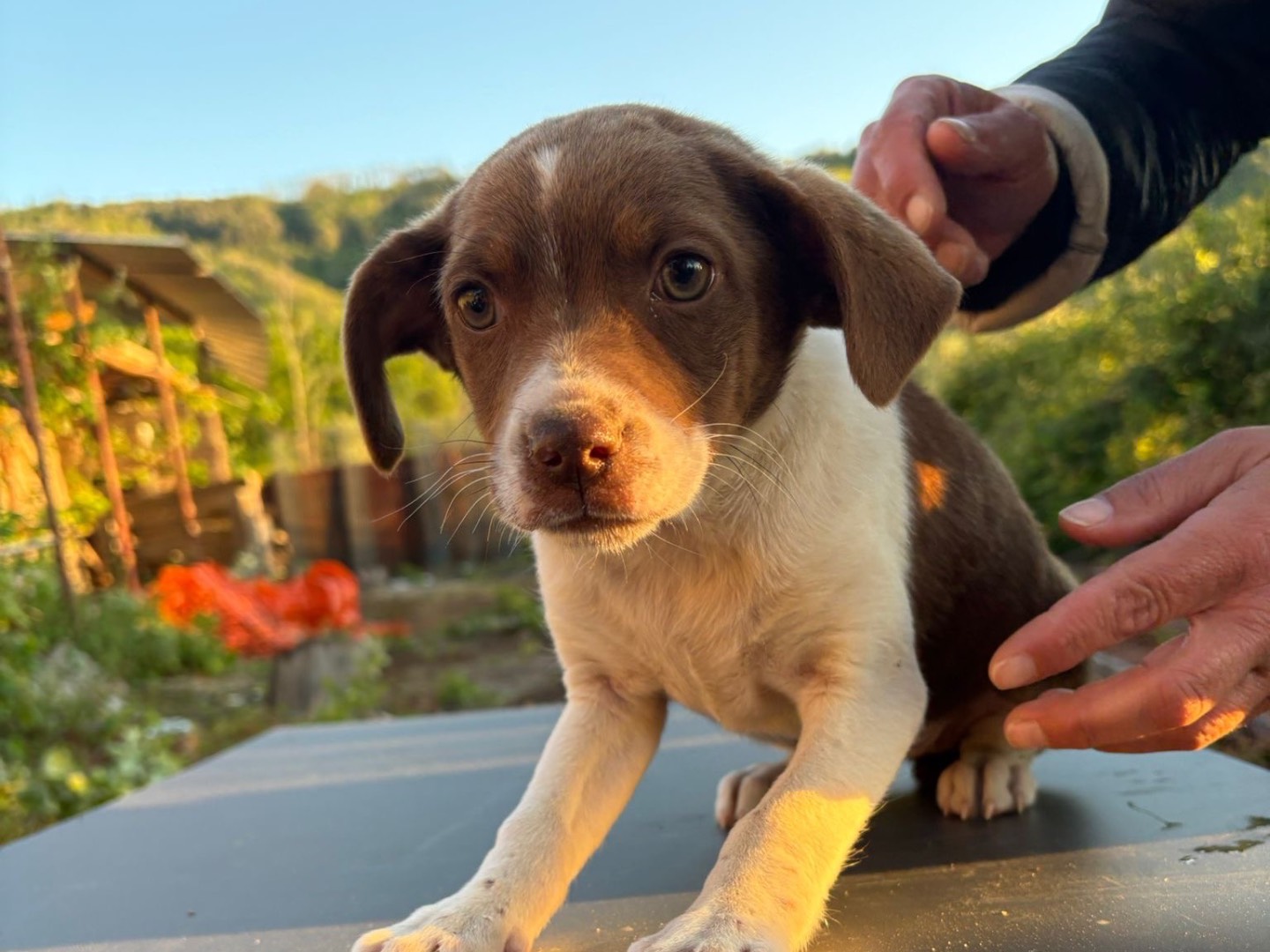 Adozione cane, femmina, Razza sconosciuta Razza sconosciuta, 3 mesi, taglia media, Vibo