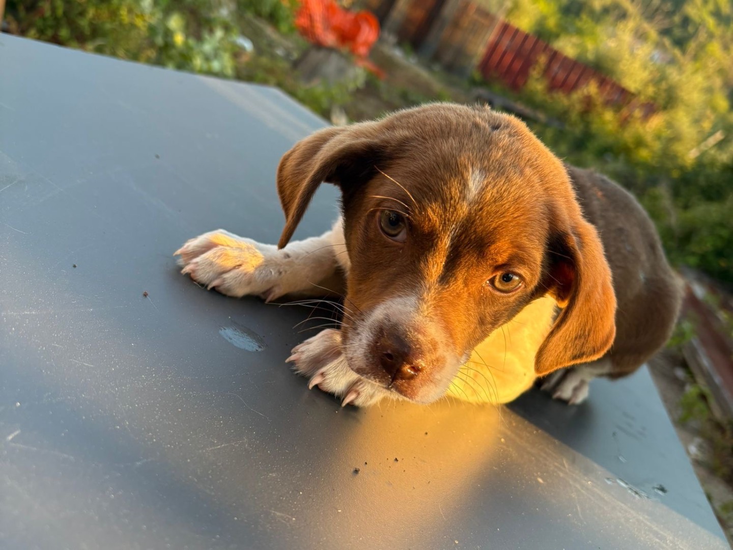 Adotta un cane, femmina, 3 mesi, Vibo