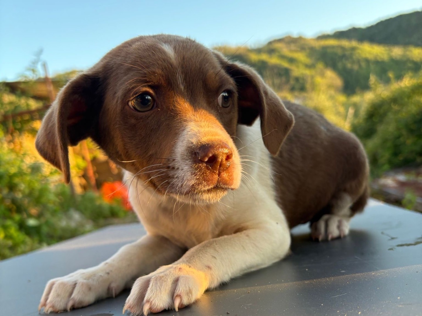 Vuoi adottare un cane a Vibo?