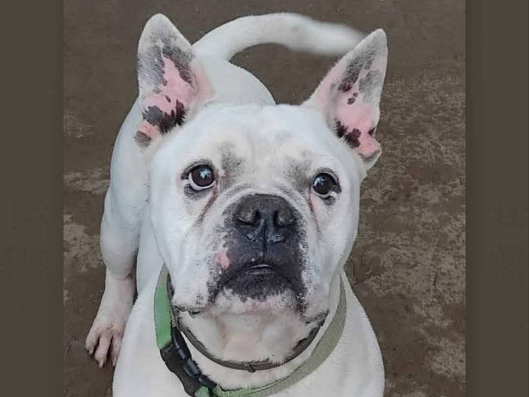 Adozione cane, maschio, Bulldog francese Razza sconosciuta, 4 anni e 10 mesi, taglia media contenuta, Milano