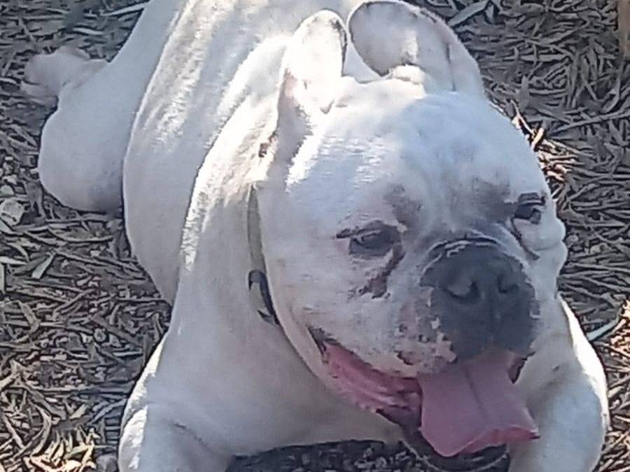 Adotta un cane, maschio, 4 anni e 10 mesi, Milano