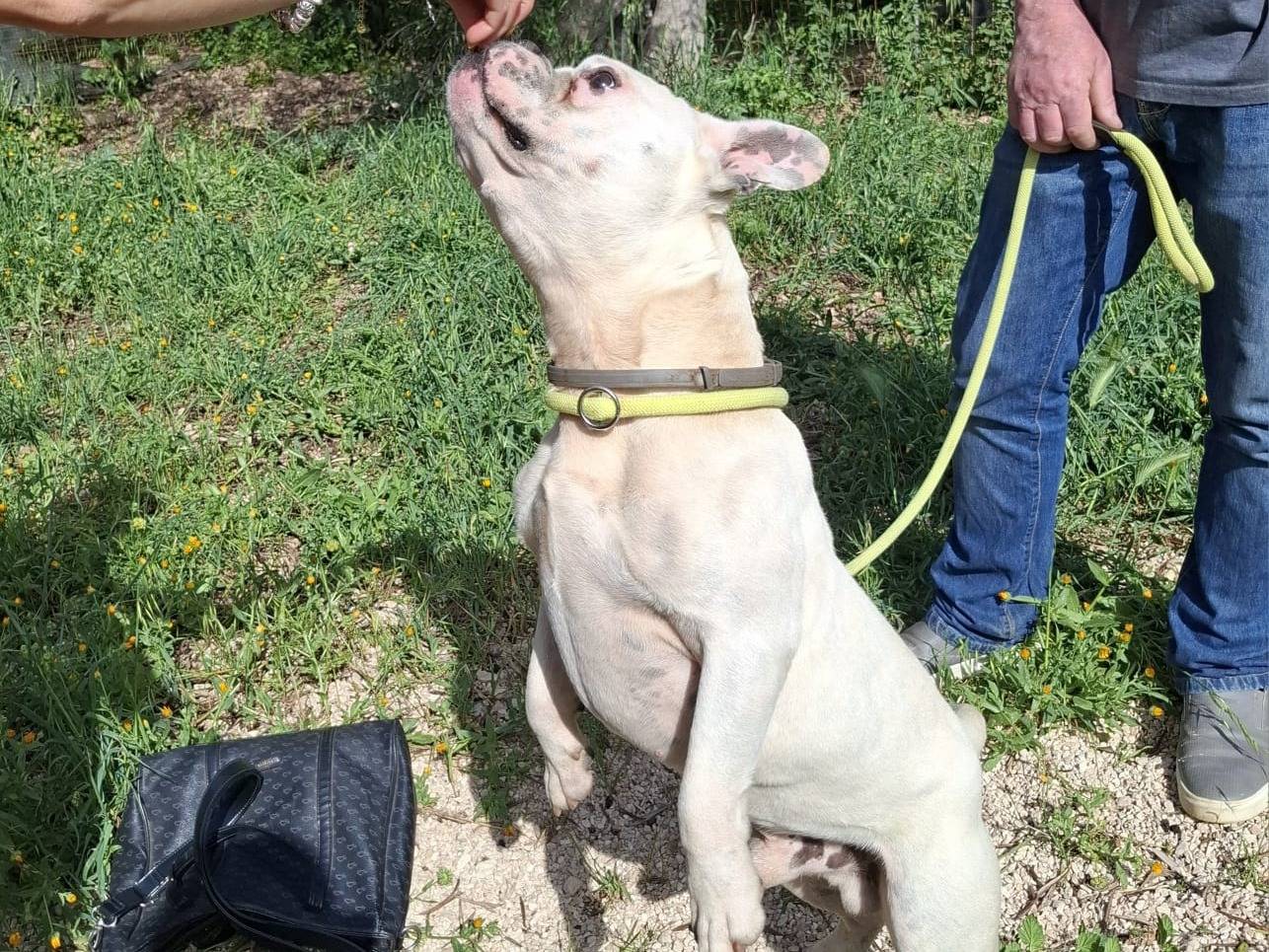 Adotta un cane, taglia media contenuta, maschio, Milano