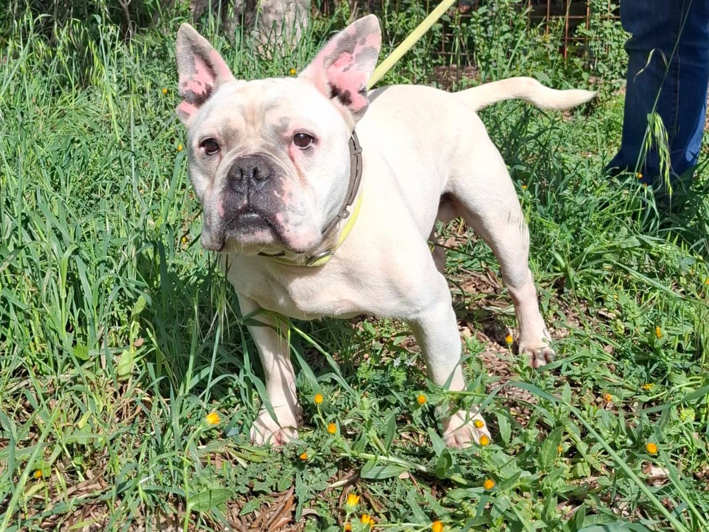 Vuoi adottare un cane a Milano?