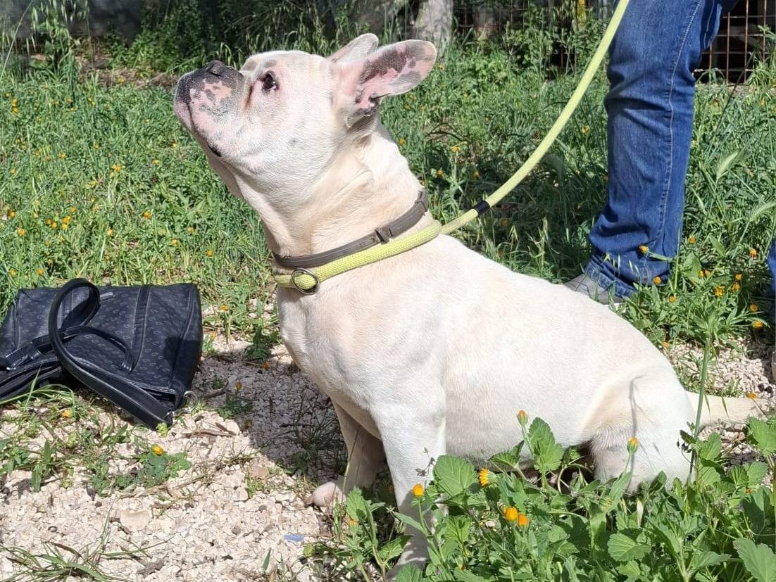 Adotta il cane BART a Milano