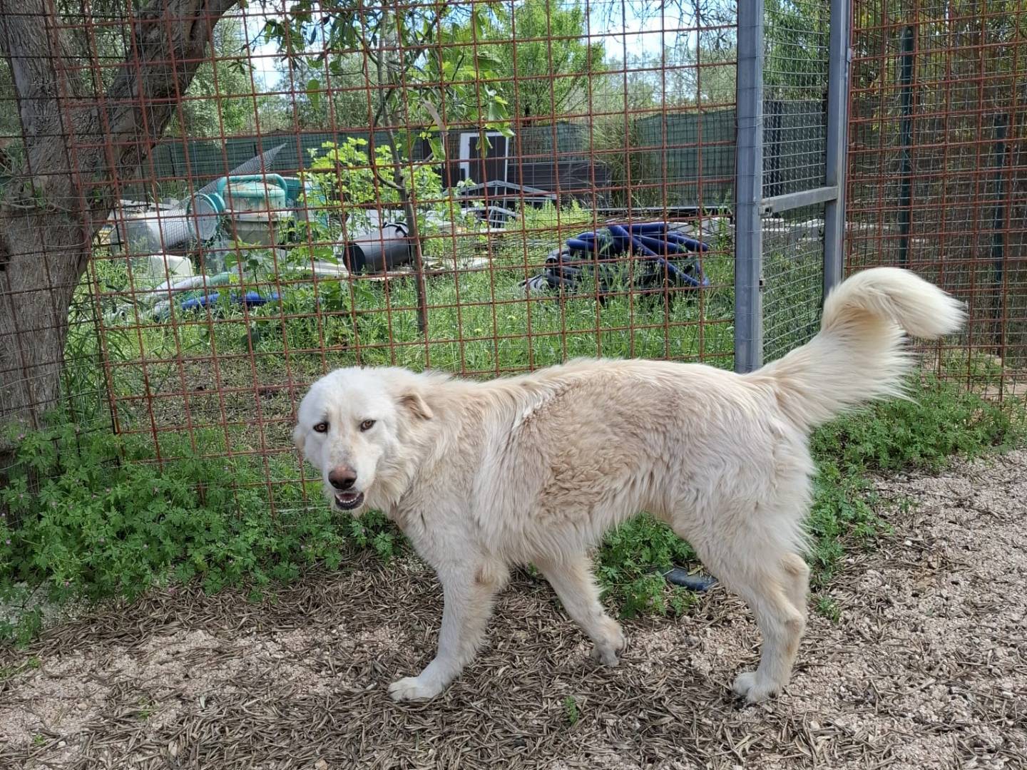 Vuoi adottare un cane a Torino?