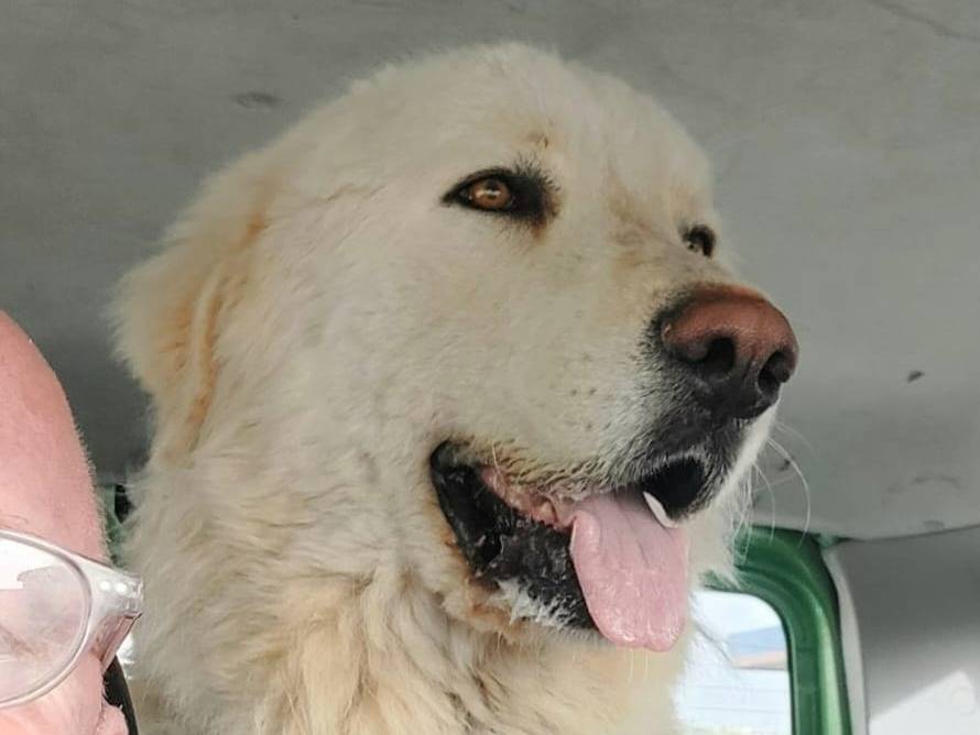 Adotta il cane LEO a Torino