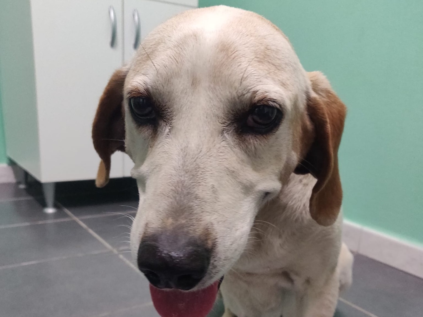 Adozione cane, femmina, Razza sconosciuta Razza sconosciuta, 8 anni e 3 mesi, taglia media, Crotone