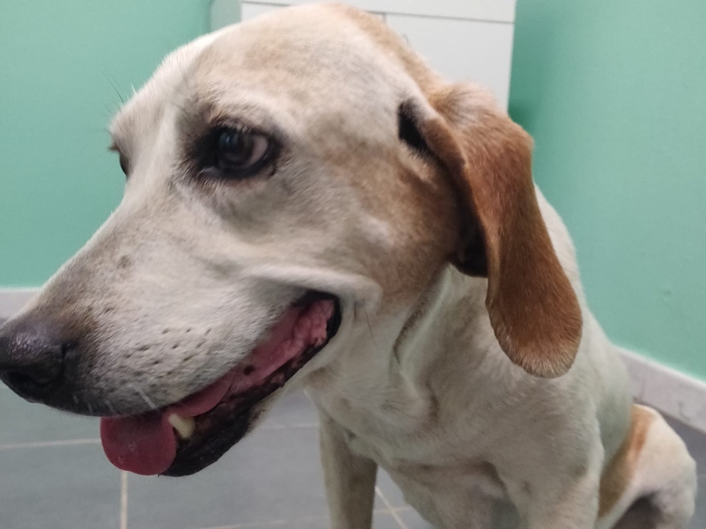 Adotta un cane, femmina, 8 anni e 3 mesi, Crotone