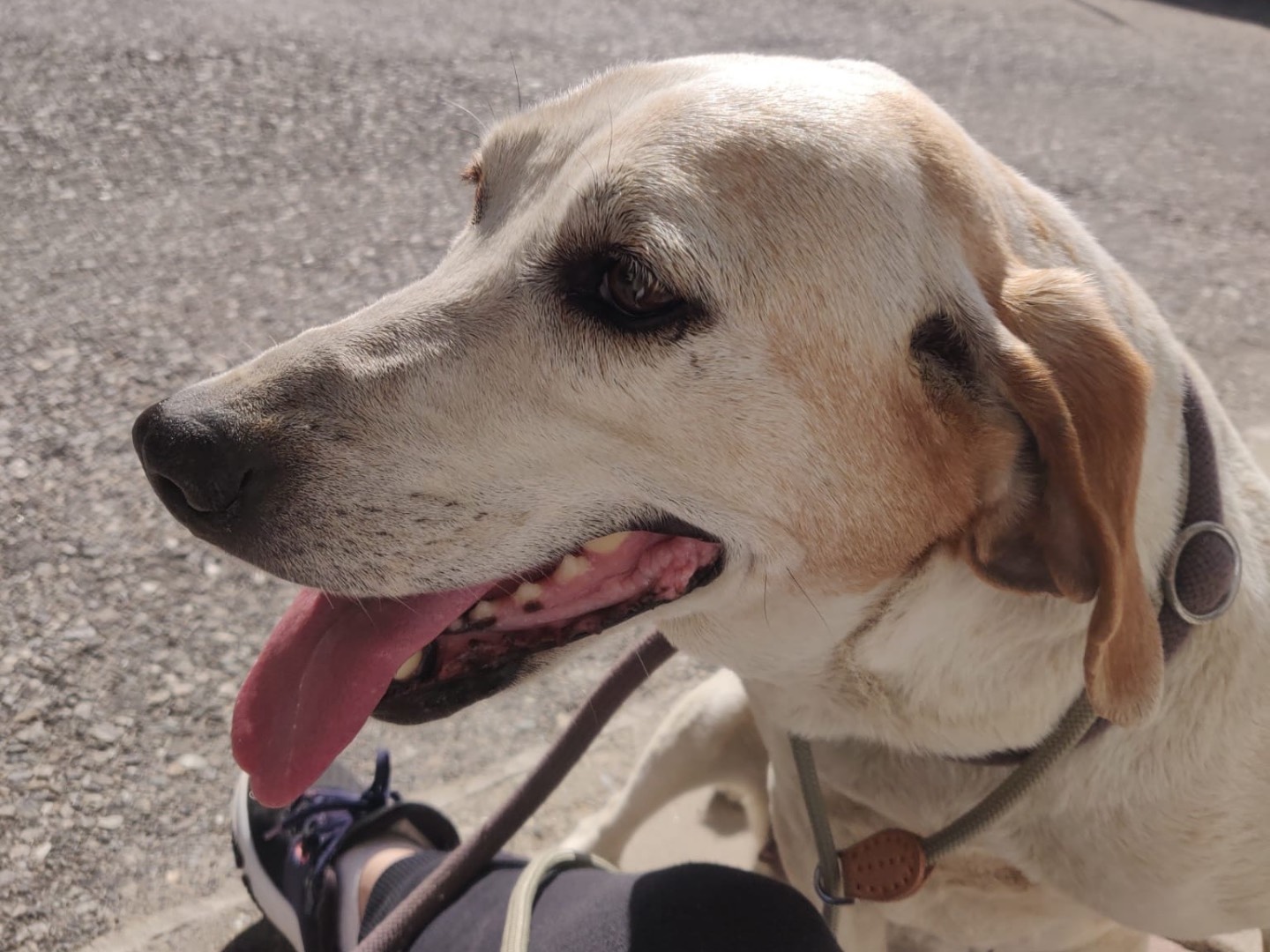 Adotta un cane, taglia media, femmina, Crotone