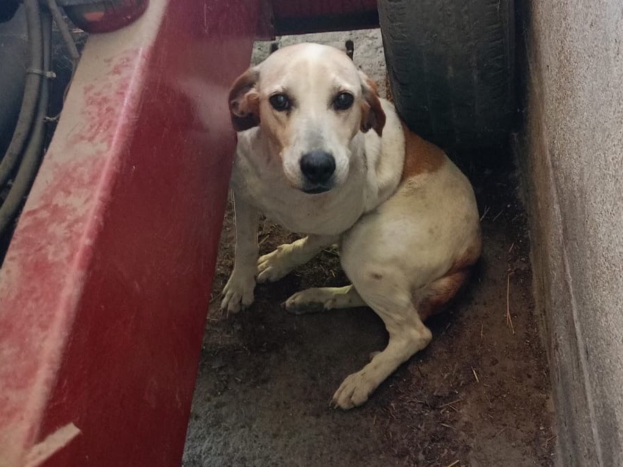 Vuoi adottare un cane a Crotone?